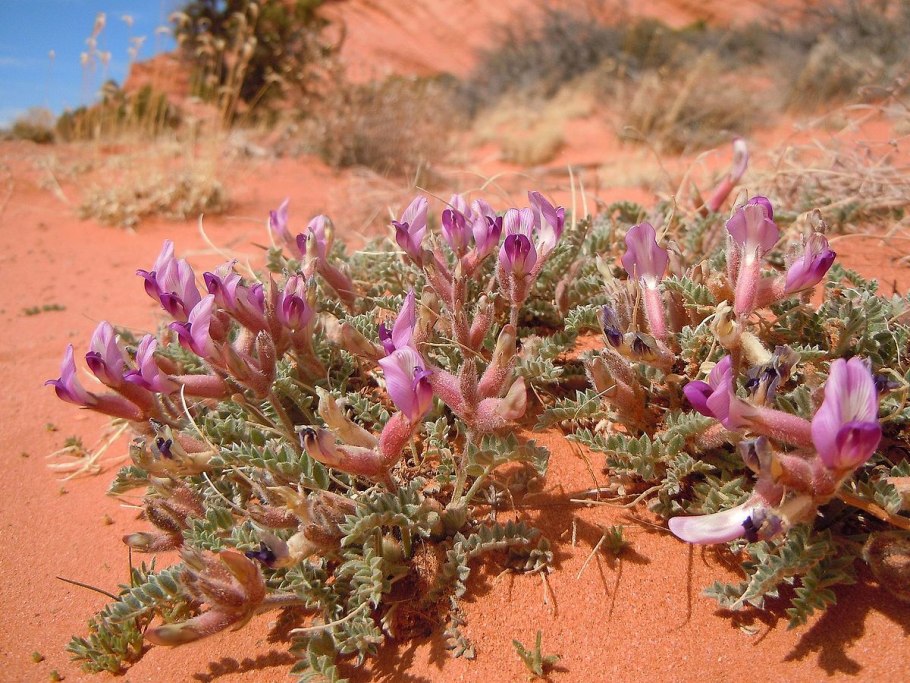 Астрагала Парпл