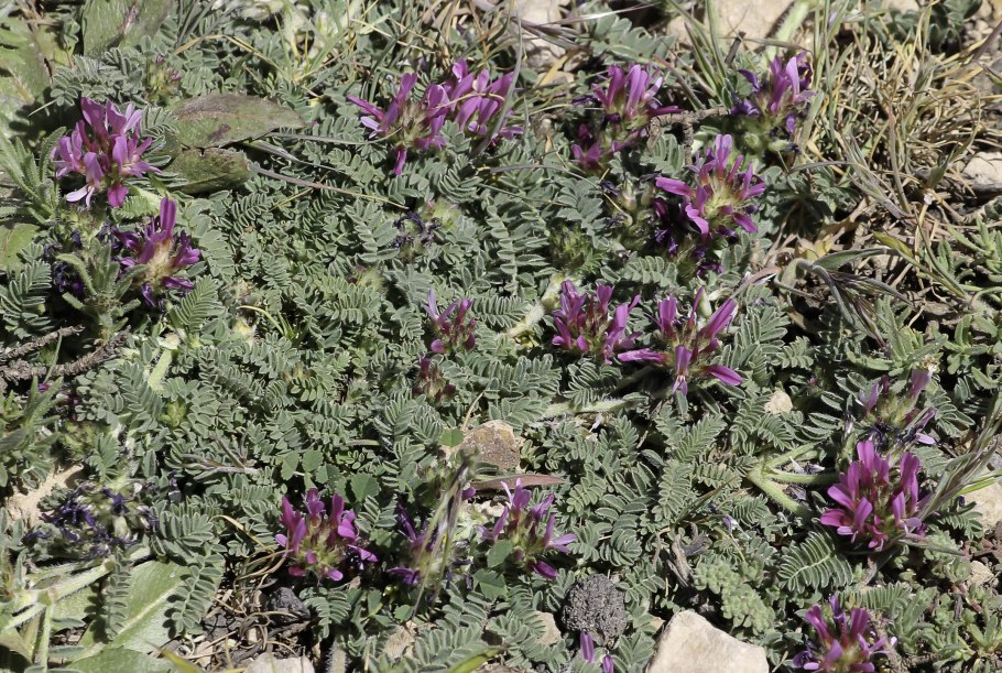 Астрагал розовый