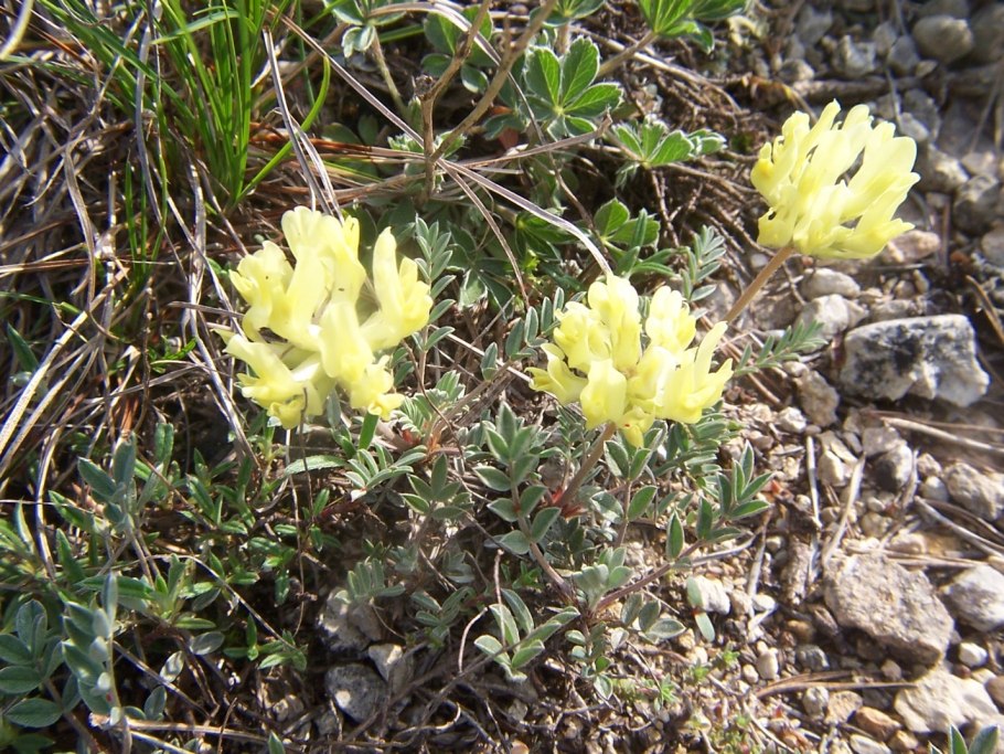 Астрагал солодколистный маточник Astragalus glycyphyllus.