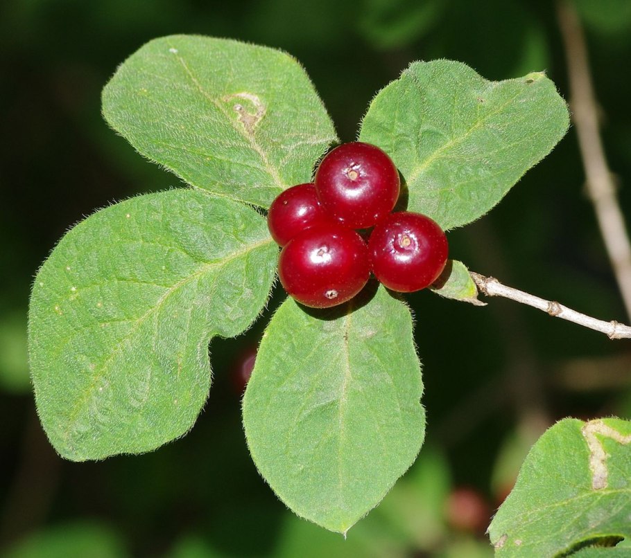 Жимолость Альпийская (Lonicera alpigena)