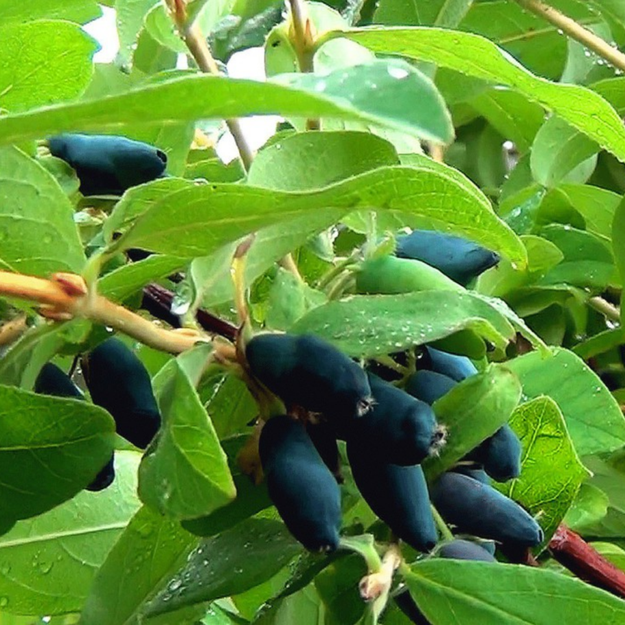 Lonicera americanum