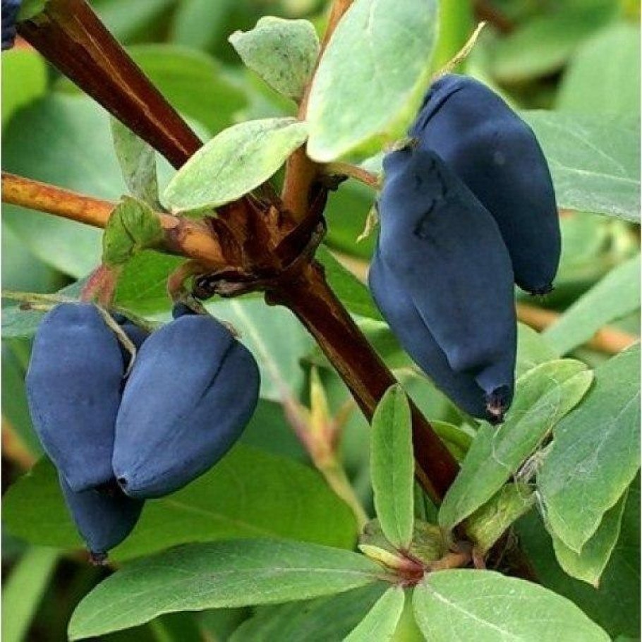 Жимолость каприфоль цветение