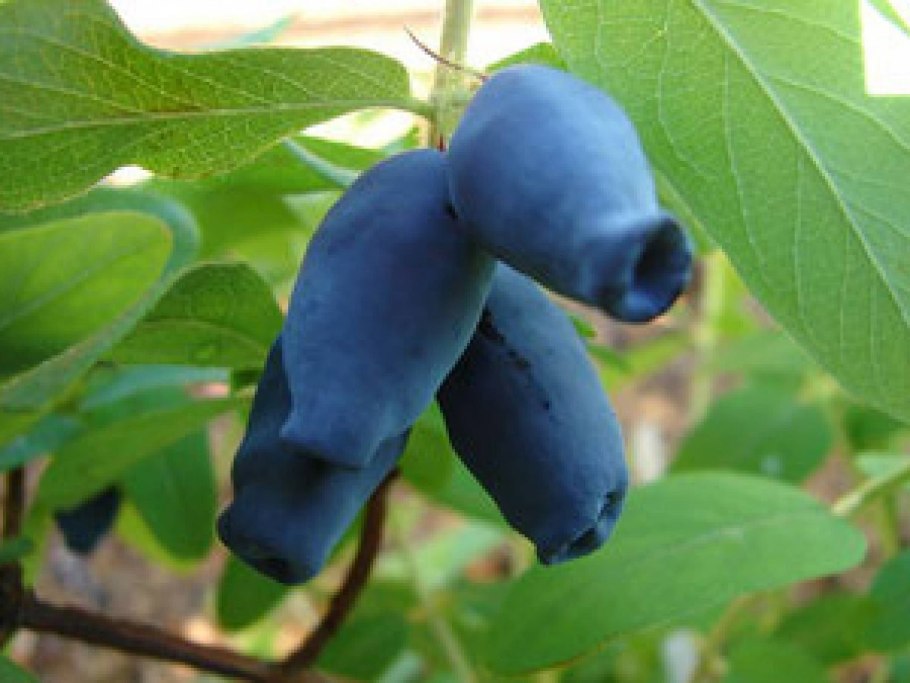 Жимолость Морена куст