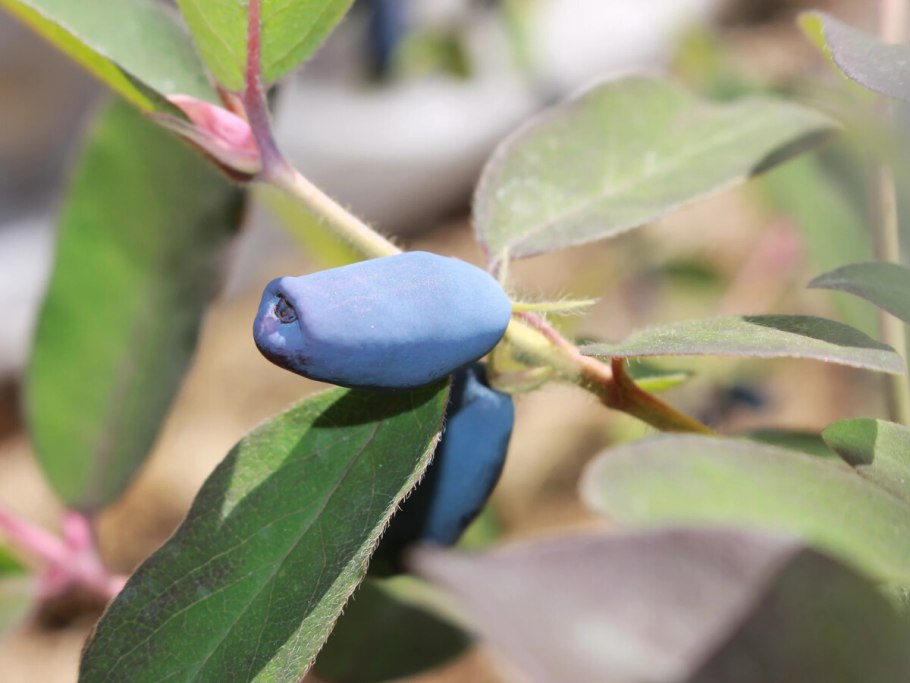 Жимолость съедобная Волхова