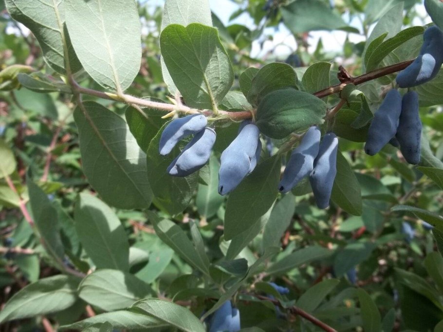 Жимолость Маака - Lonicera maackii