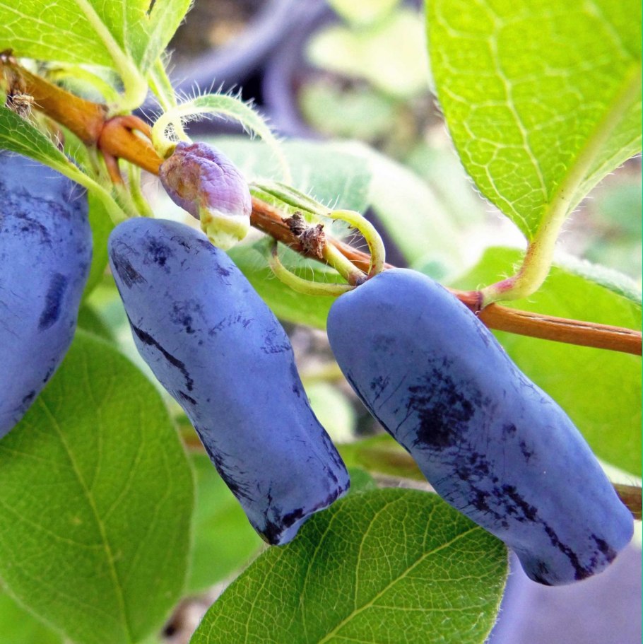 Жимолость съедобная Виола