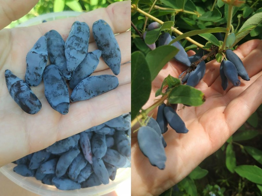 Жимолость съедобная Камчадалка