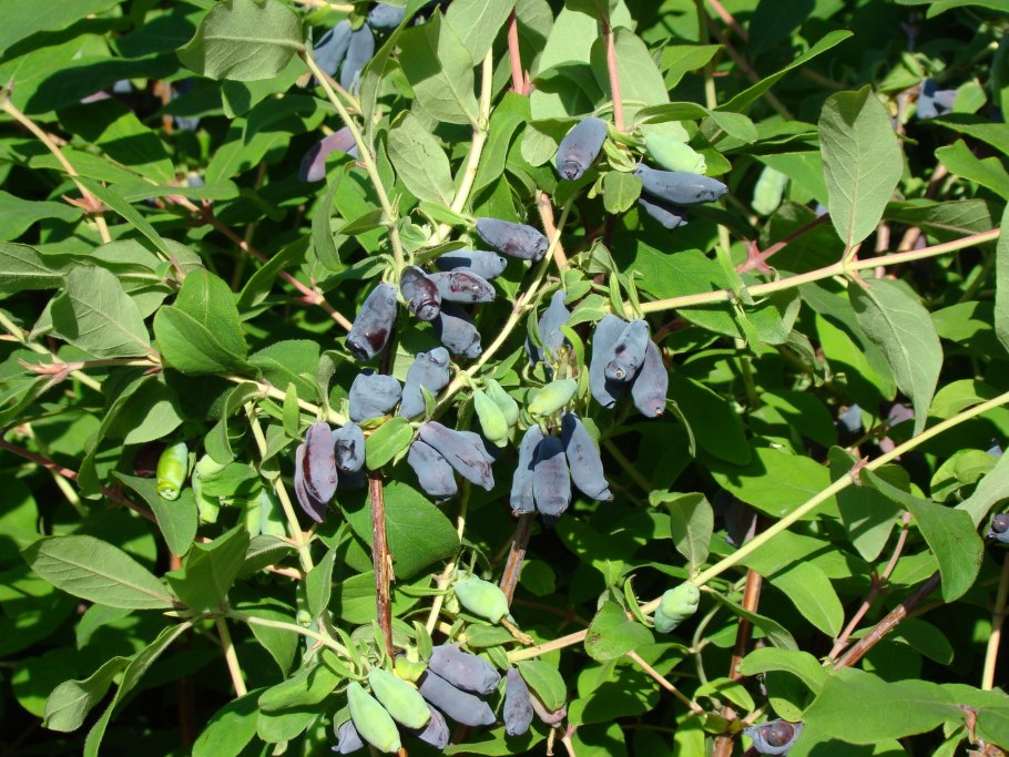 Жимолость Сибирячка