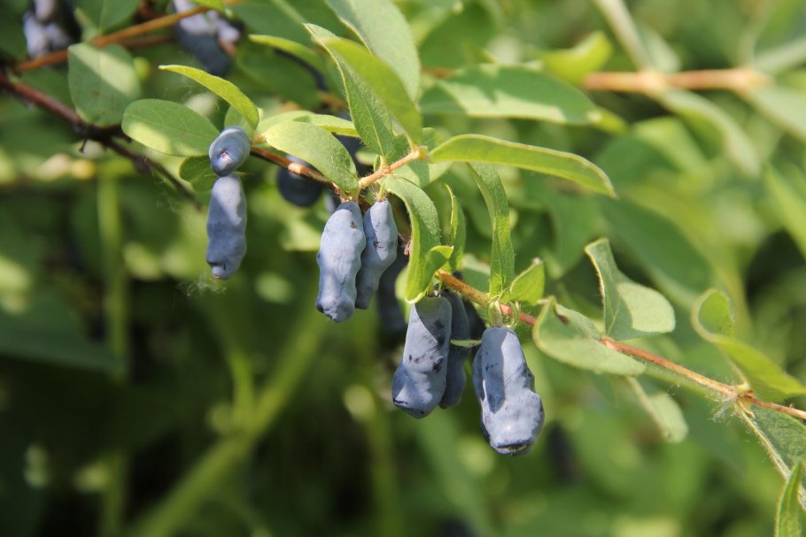 Куст жимолости с ягодами