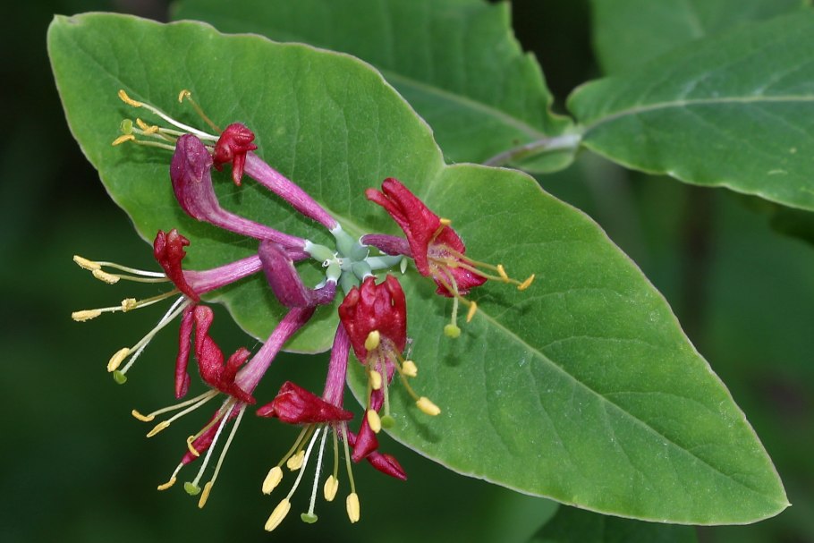 Жимолость съедобная голубое Веретено