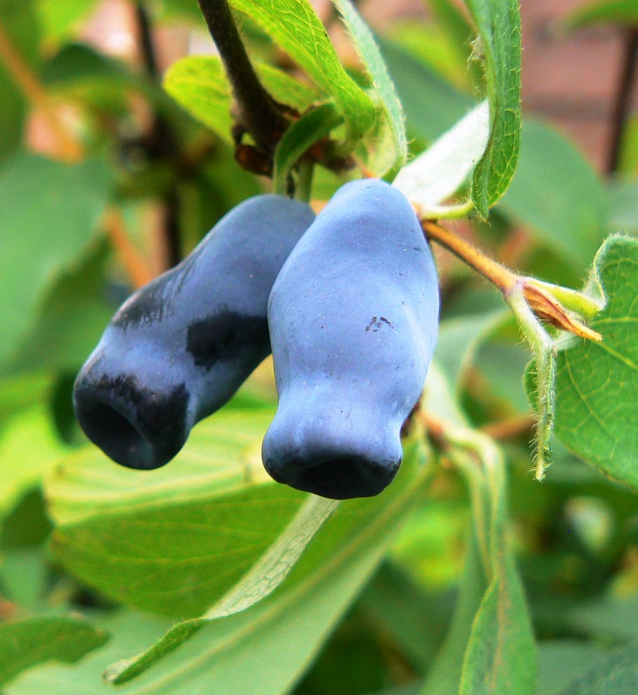 Жимолость съедобная Бакчарский великан