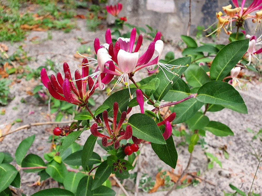 Жимолость Уссульга описание сорта