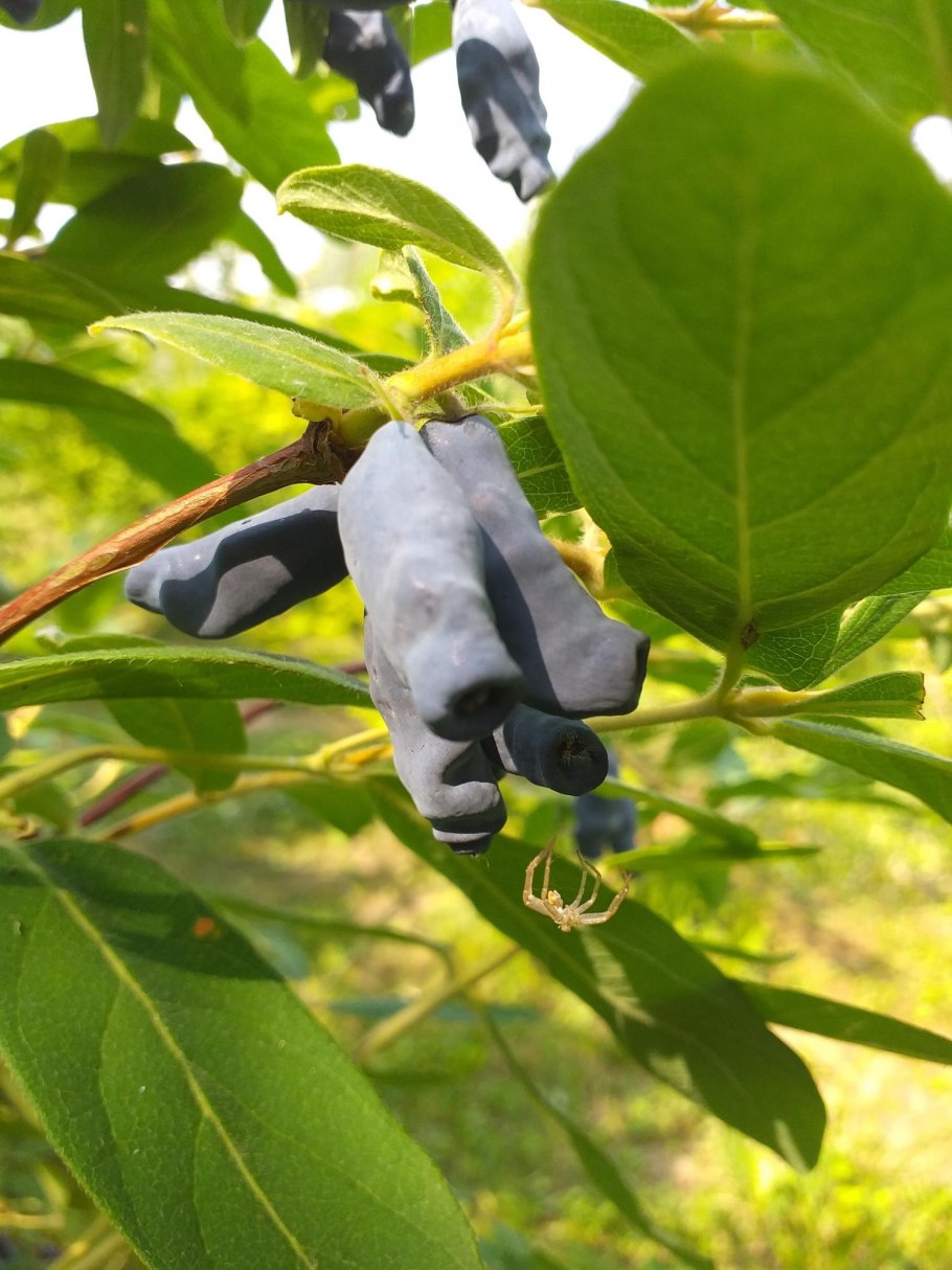 Жимолость съедобная Авача