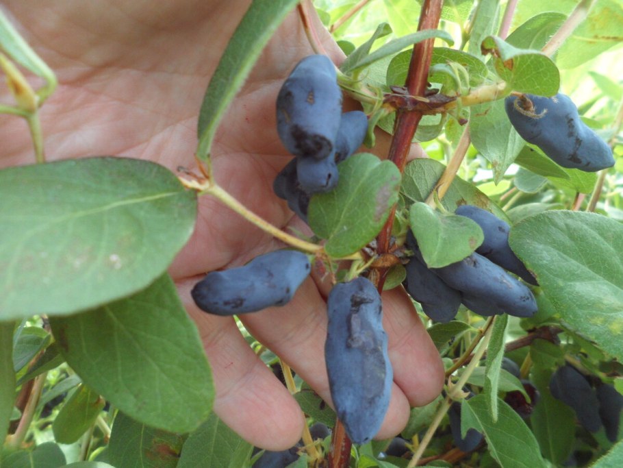 Жимолость съедобная куст