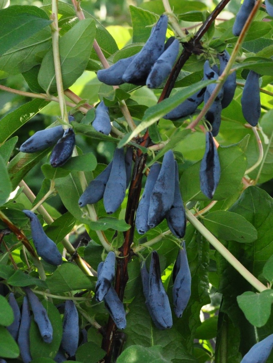 Жимолость Bee Myberry