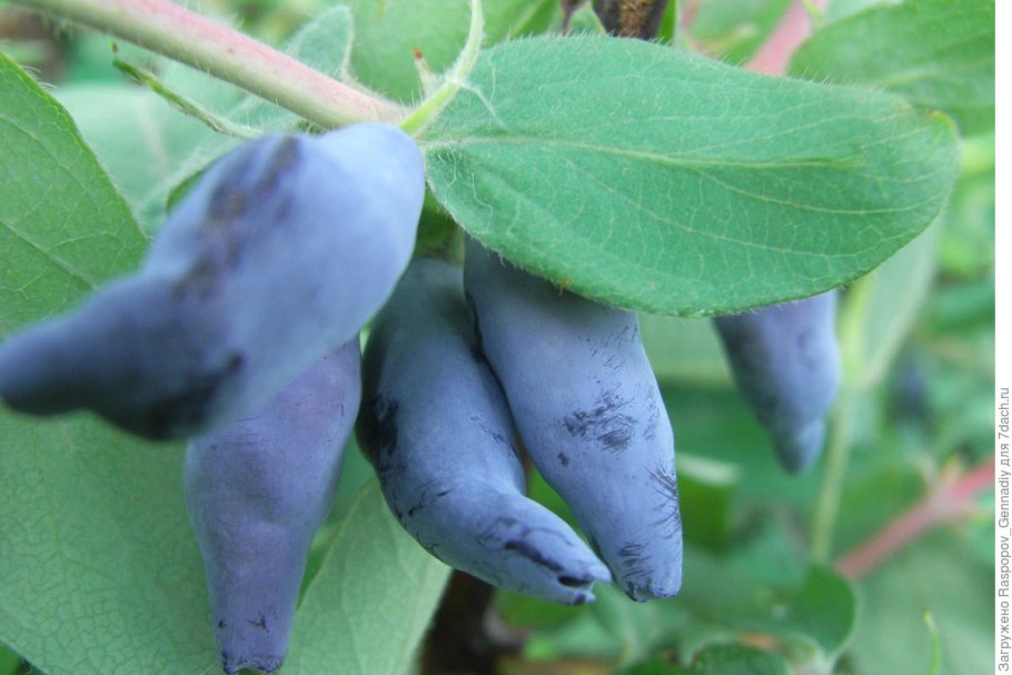 Жимолость съедобная куст