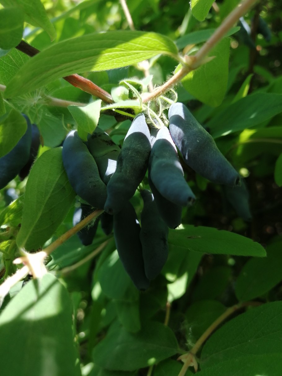 Жимолость съедобная Морена