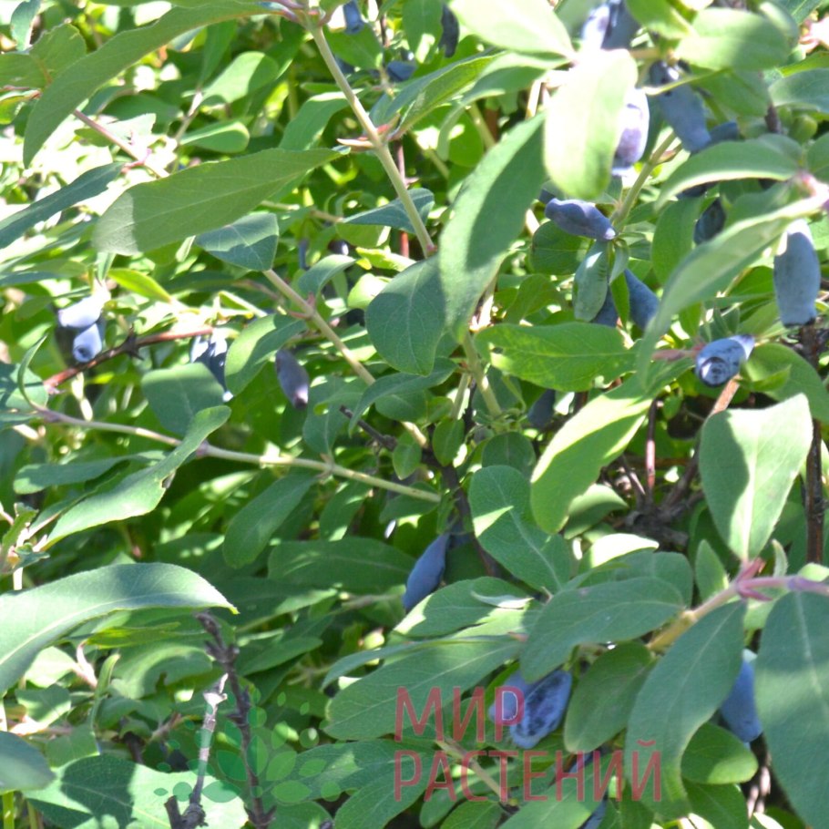 Жимолость морена