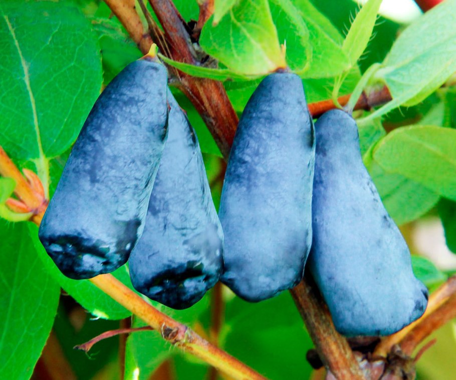 Жимолость куст