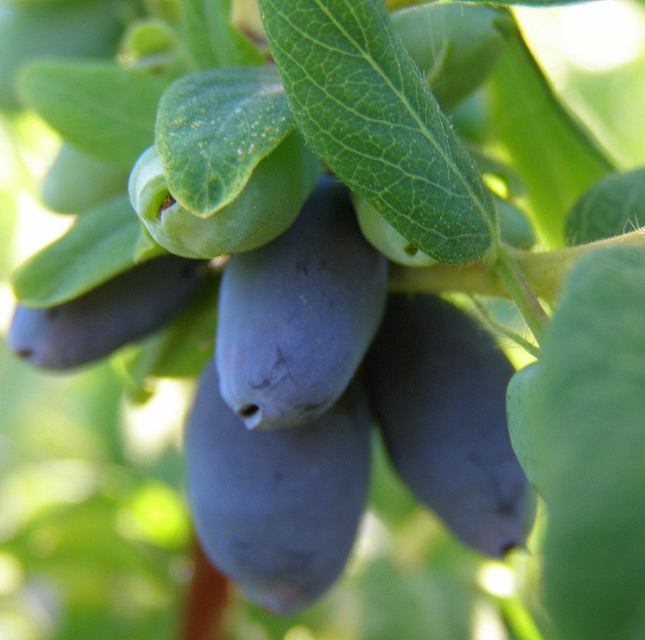 Жимолость съедобная индиго джем