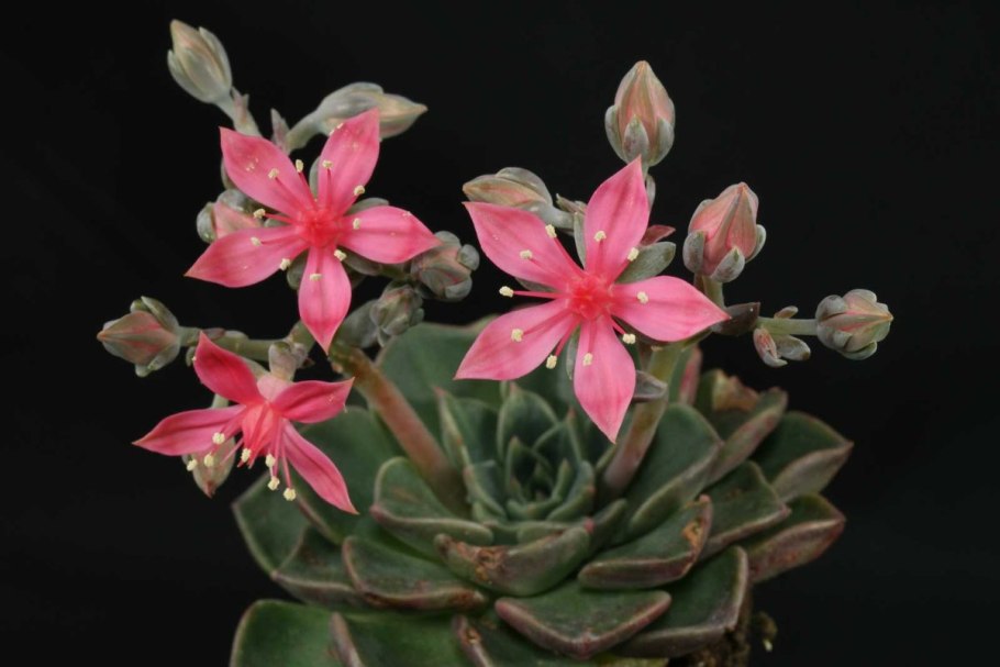 Суккулент Граптопеталум беллум