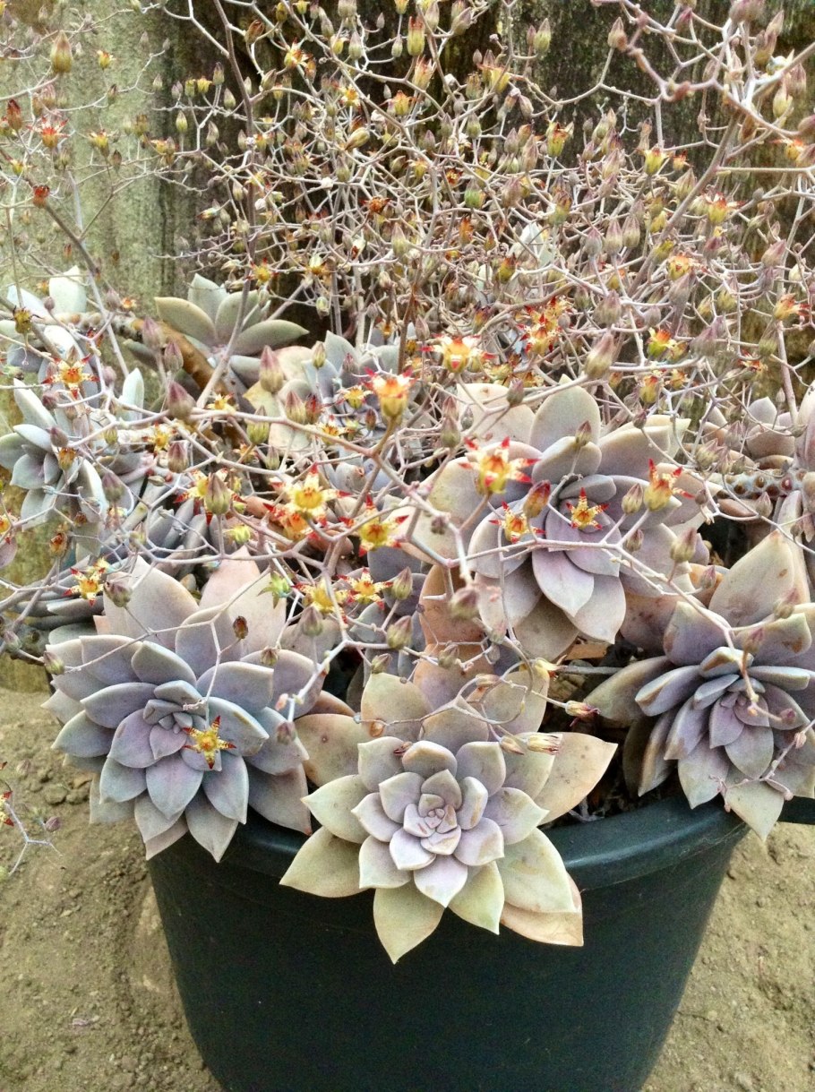 Граптопеталум пятитычинковый