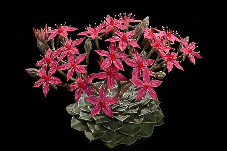 Граптопеталум беллум