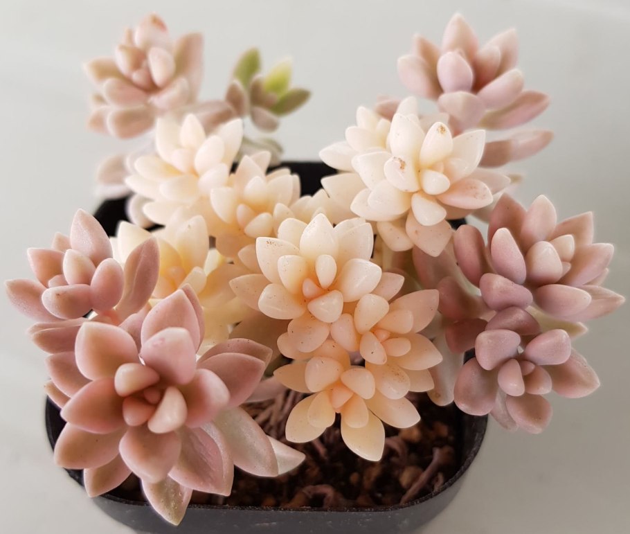 Суккулент Граптопеталум Миринае