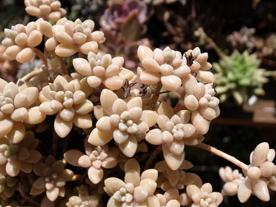 Граптопеталум Мендоза