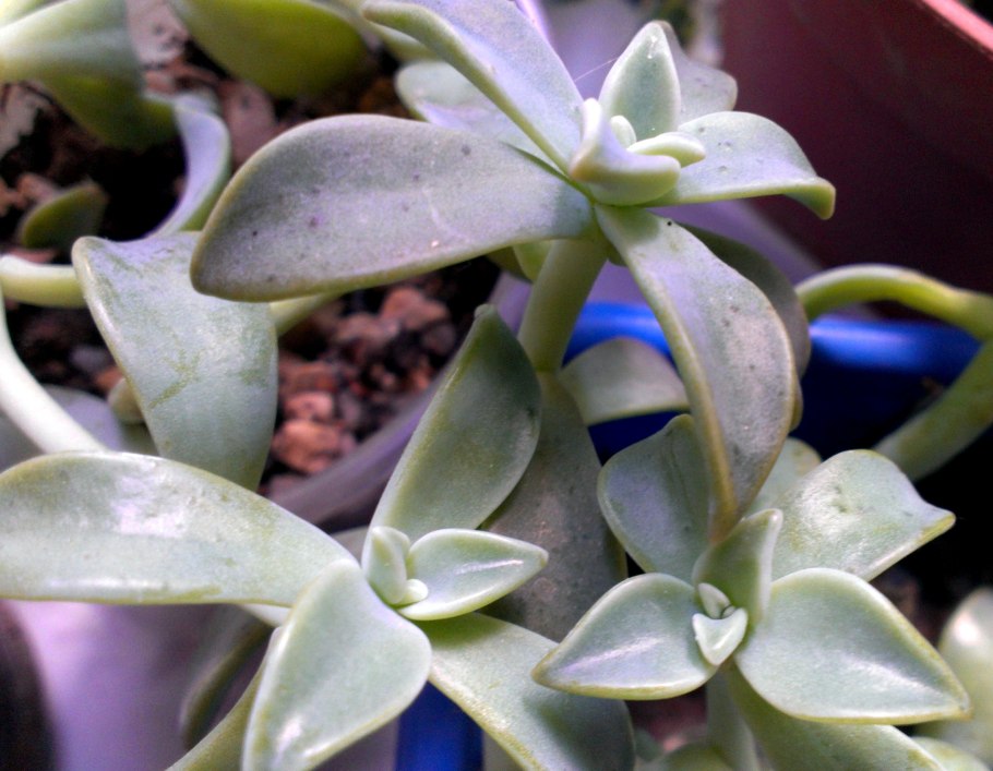 Суккулент Граптопеталум беллум