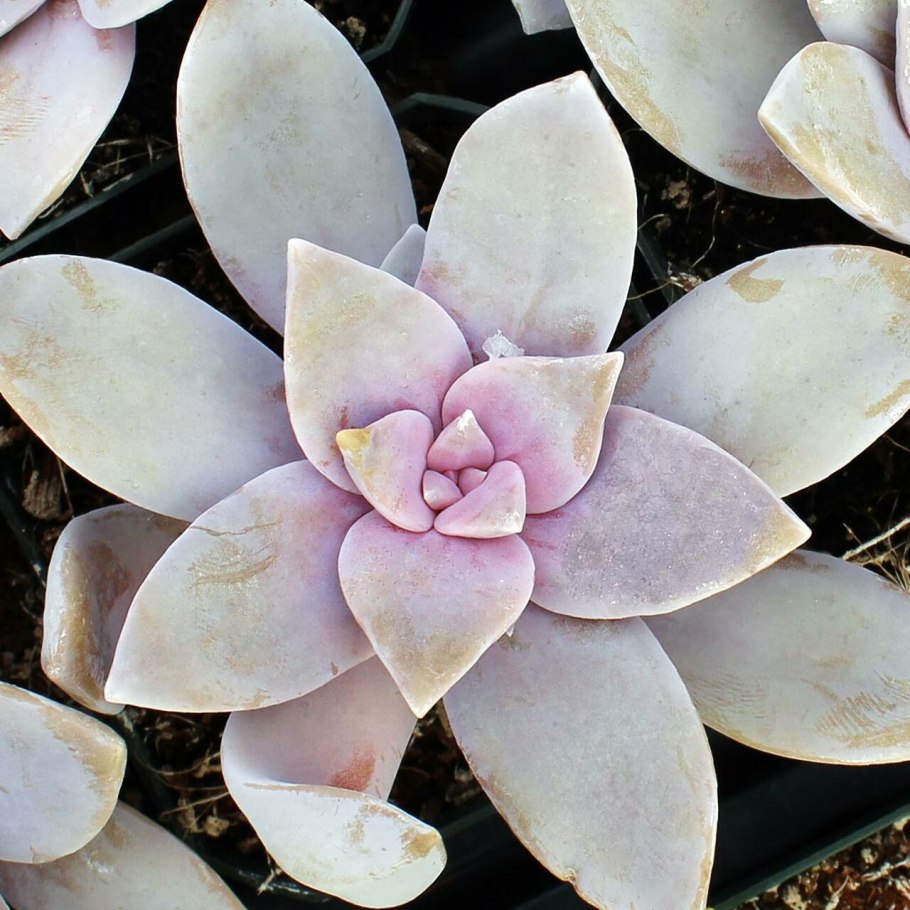 Суккулент Граптопеталум