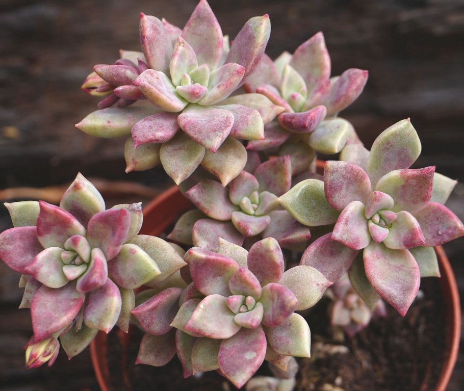 Граптопеталум беллум