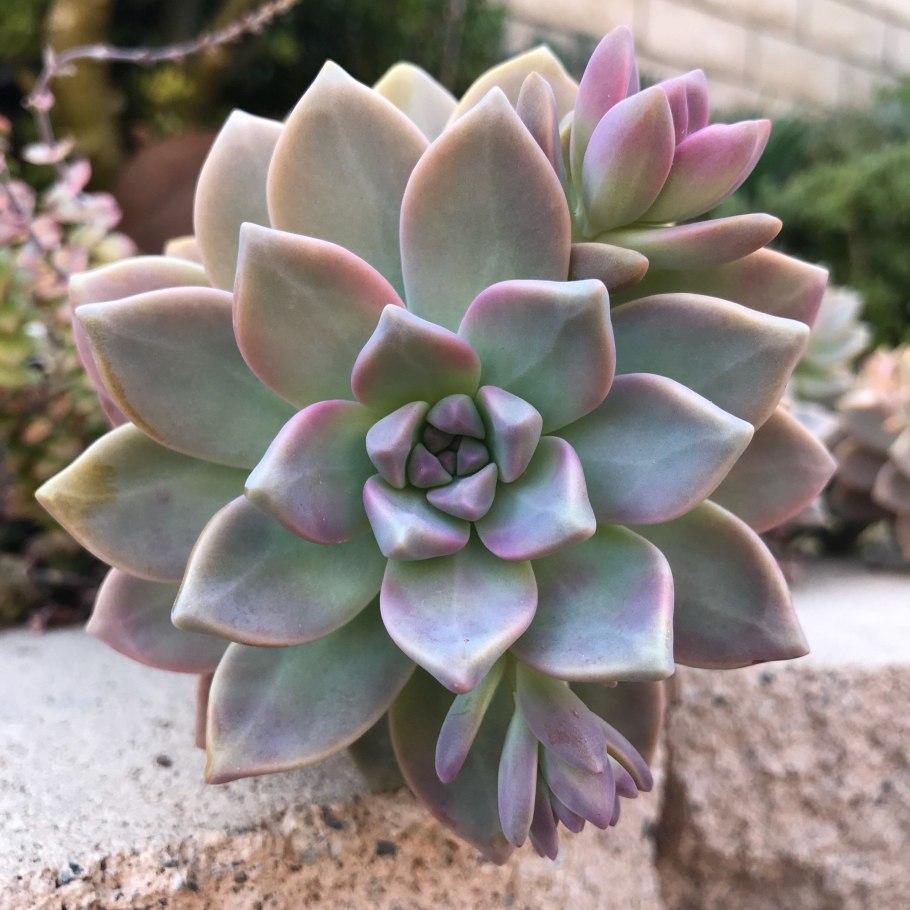 Граптопеталум Парагвайский