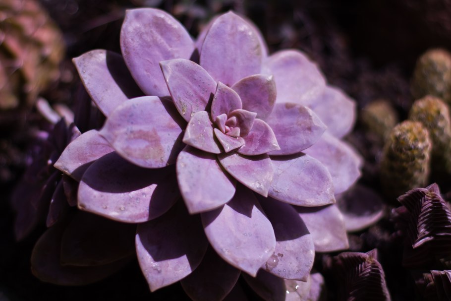 Граптопеталум Парагвайский