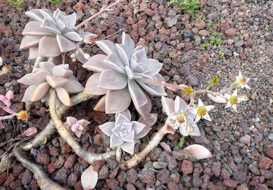 Суккулент Граптопеталум беллум