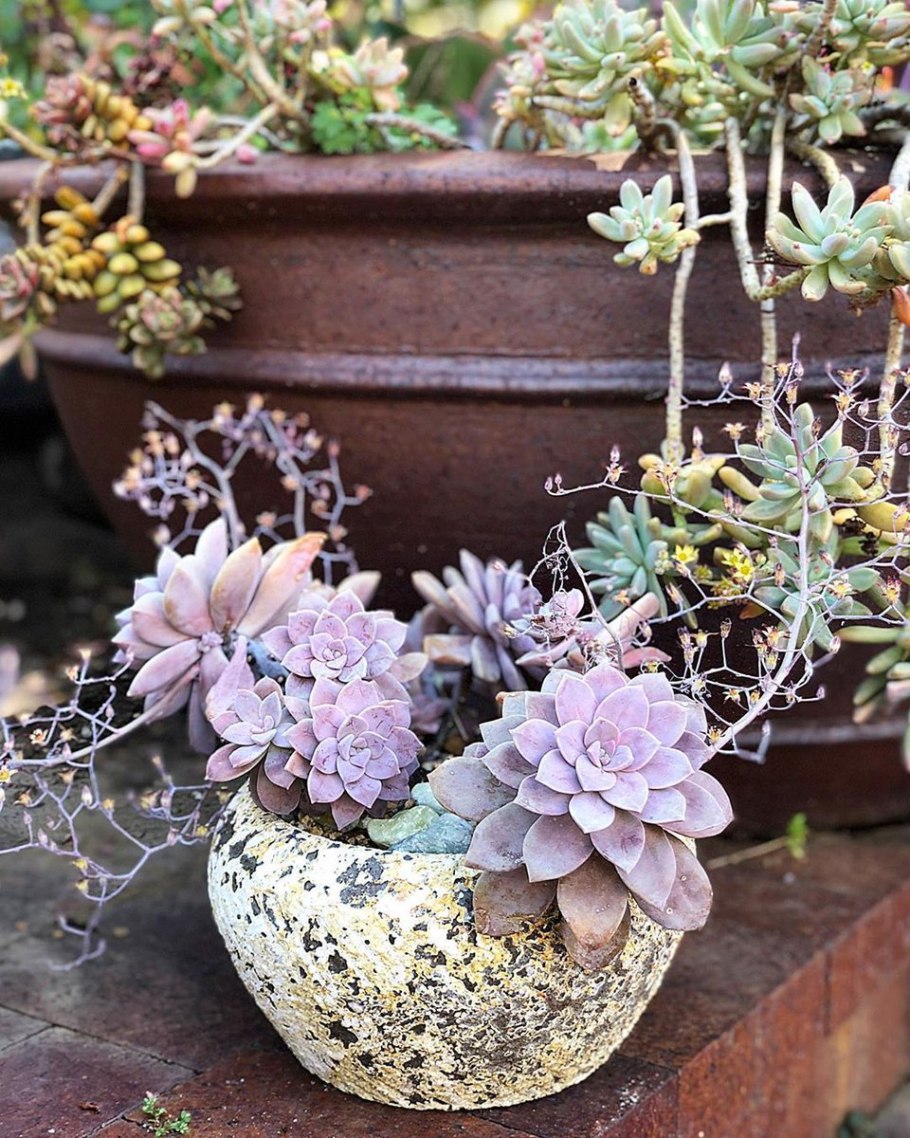 Граптопеталум fruticosum