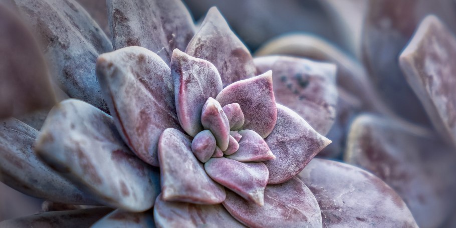 Суккулент Граптопеталум