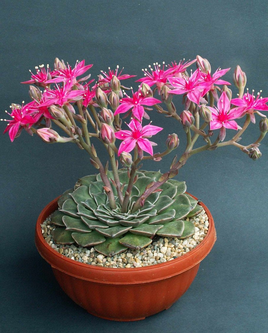 Граптопеталум Мендоза