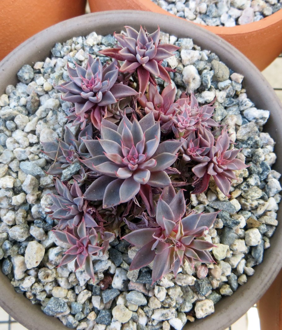 Эхеверия Граптопеталум беллум