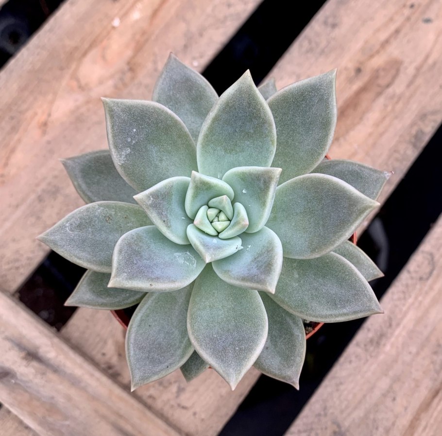 Суккулент Граптопеталум Альтаир