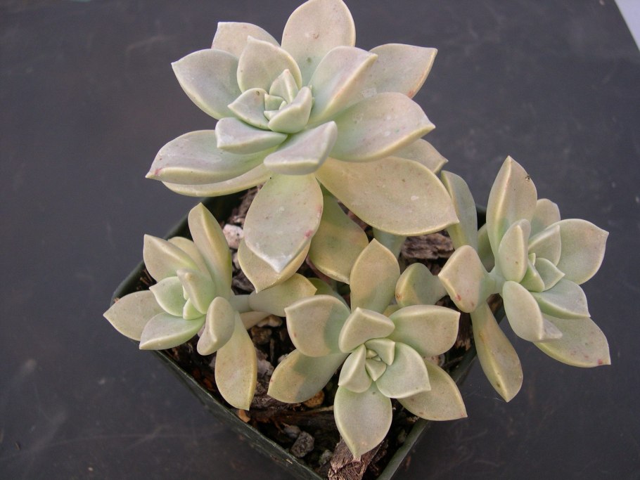 Graptopetalum paraguayense