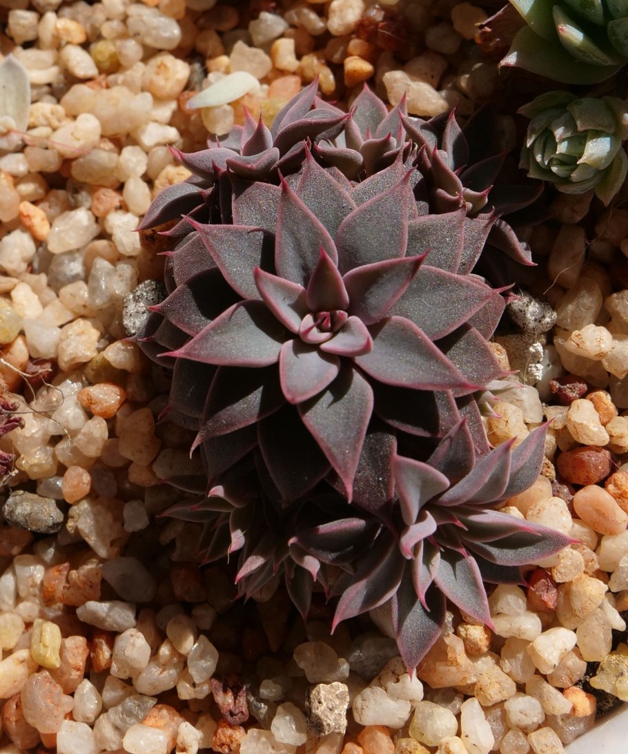 Граптопеталум Купер Роуз