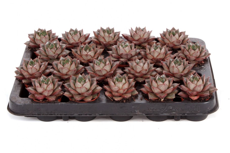 Суккулент Граптопеталум беллум