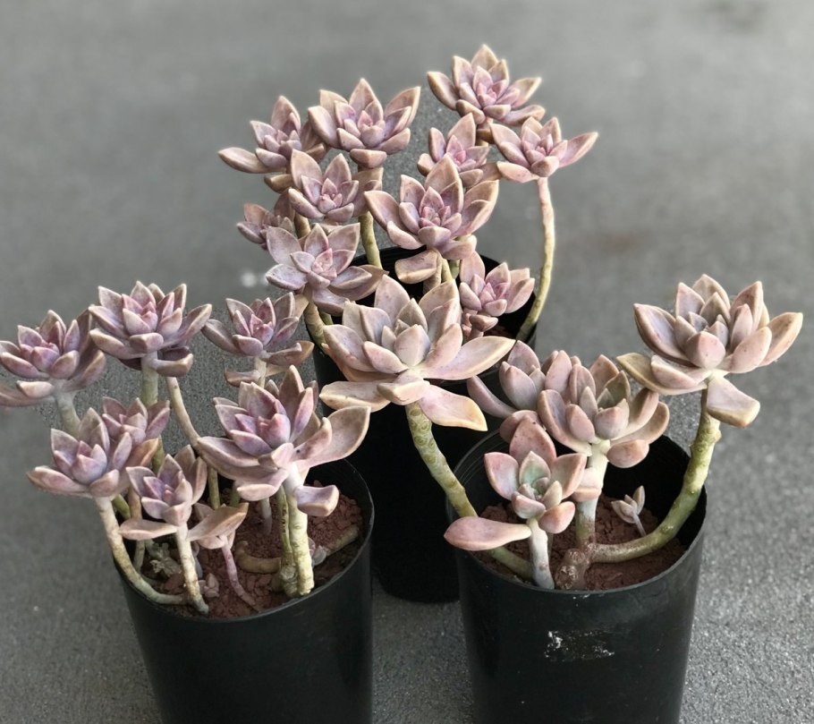 Суккулент Граптопеталум Парагвайский