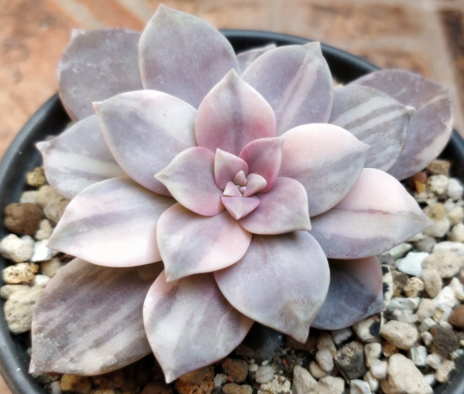 Граптопеталум блэкберри