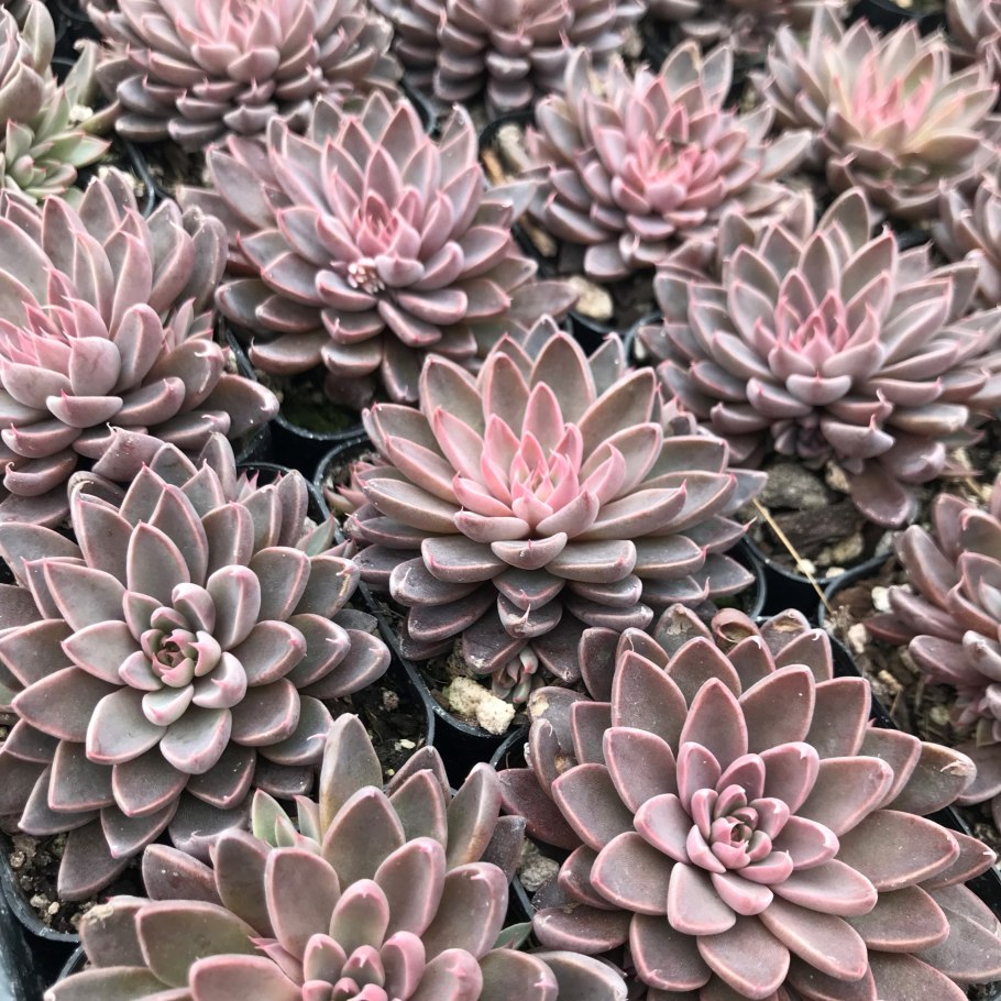 Graptopetalum Ellen суккулент