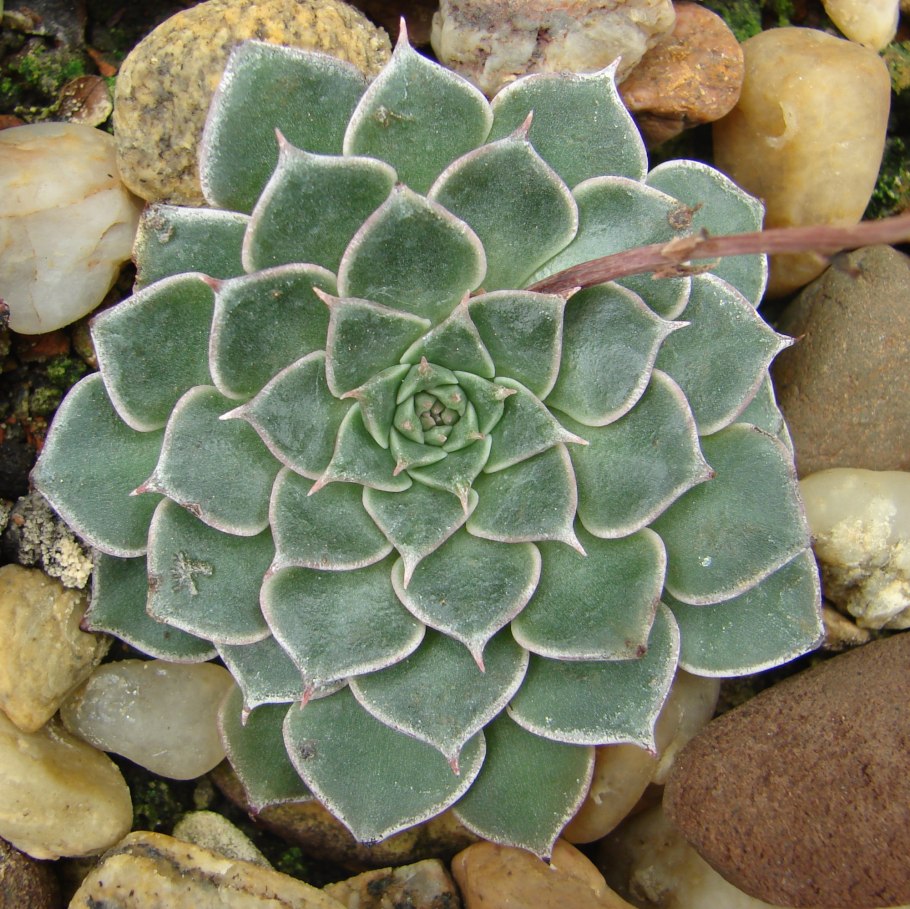 Суккулент Граптопеталум