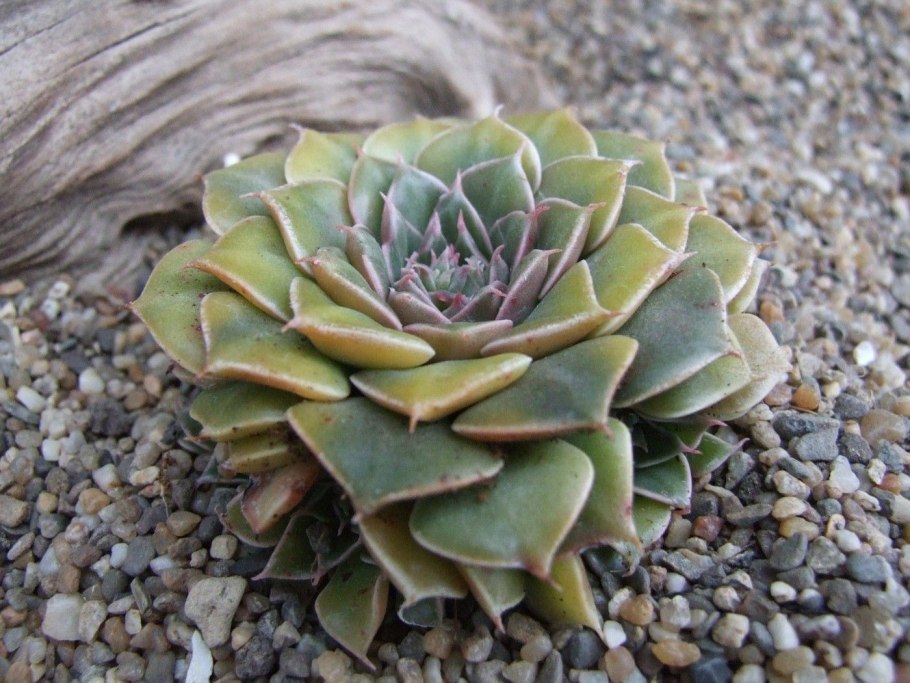 Граптопеталум Русби