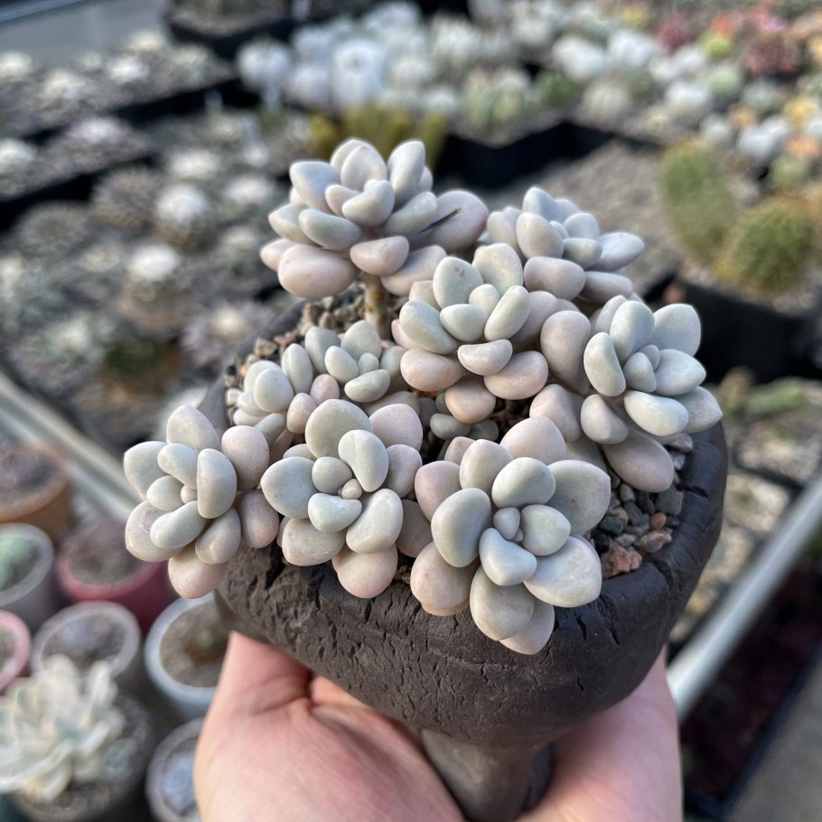 Суккулент Граптопеталум