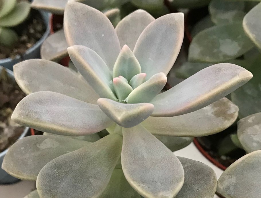 Граптопеталум Сноу Уайт